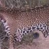 Formosa: fallo histórico por la caza de un yaguareté